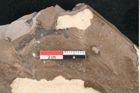 Foto (Detailansicht) von Palmae ?  (NHMW-GEO-2024-0188-8056c)